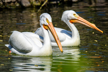 reat white pelican,Pelecanus onocrotalus, eastern white pelican, rosy pelican or white pelican is a bird in the pelican family summer