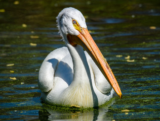 reat white pelican,Pelecanus onocrotalus, eastern white pelican, rosy pelican or white pelican is a bird in the pelican family summer