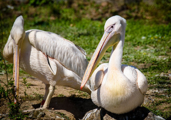 reat white pelican,Pelecanus onocrotalus, eastern white pelican, rosy pelican or white pelican is a bird in the pelican family summer