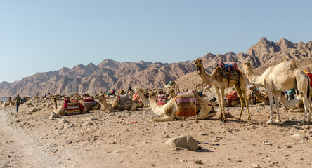 camels in sinai desert