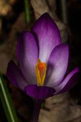Crocus flower purple