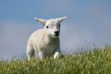 Naklejka na ściany i meble ein junges weißes Schaf von Texel