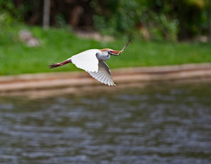 Egret in flight in Florida Nesting