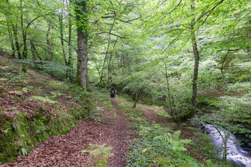 waterfall in the forest