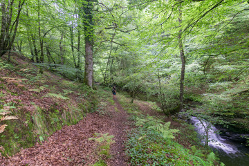 waterfall in the forest