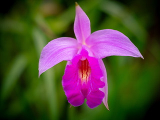 Bamboo orchid (Arundina graminifolia) in Gardens by the Bay, Singapore