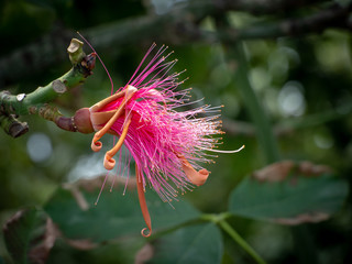 Shaving Brush Tree (Pseudobombax ellipticum) flower in Gardens by the Bay, Singapore