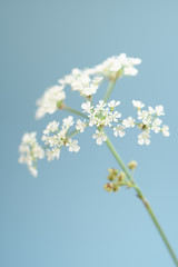 white cow parsley flowers on blue sky background