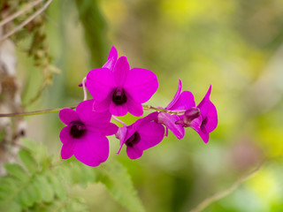 Pink Dendrobium orchid in Gardens by the Bay, Singapore
