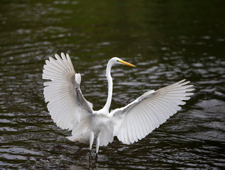 Great White Egret In Flight Florida