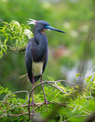 Egretta tricolor Heron