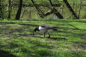 Weißwangengans/Nonnengans (Branta leucopsis) bei der Futtersuche in Sankt Peter Ording Böhl