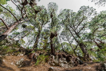 Fototapeta na wymiar Canary pines on a rocky cliff