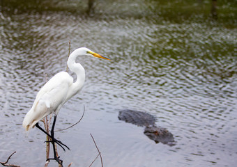 Beautiful White Egret in Florida!