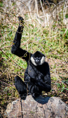 Common gibbon, White-handed gibbon