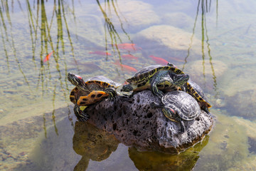 Turtles emerging on the rock in water.