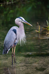 Blue Heron Ardea Herodias Great Blue Heron Florida