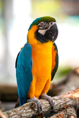 blue and yellow macaw