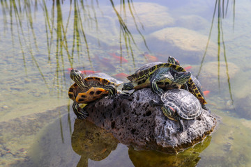 Turtles emerging on the rock in water.