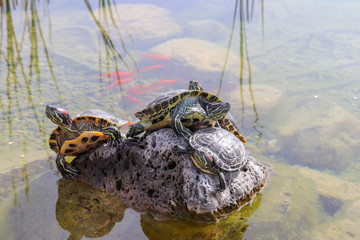 Turtles emerging on the rock in water.