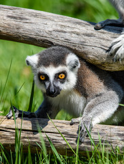 Lemur catta baby on the mother's back/Lemur catta baby and mother/Lemur Catta