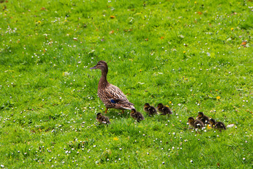 Entenfamilie mit Entenküken ,  Wild, wasser