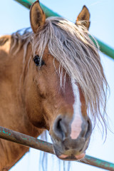 Portrait of a horse in a stall close-up on a summer ranch.