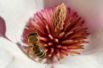 inner of Pink Magnolia Tree Blossom