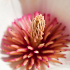 inner of Pink Magnolia Tree Blossom