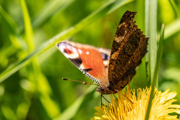 Nature
