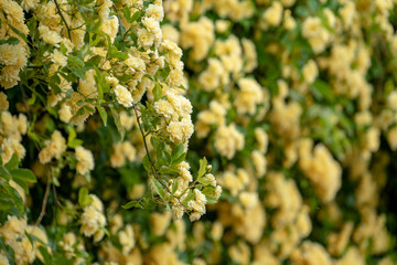 Unzählige gelb blühende Rosenblüten