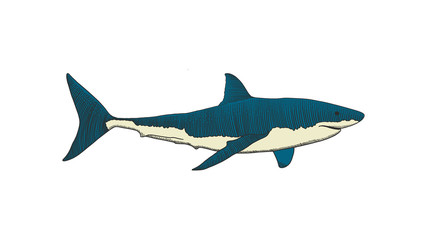 Great white shark hand drawing colorful vintage engraving illustration.