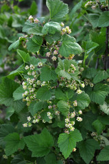 Fototapeta na wymiar In the garden grows and blooms currants