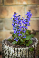 Wildflower in a stump