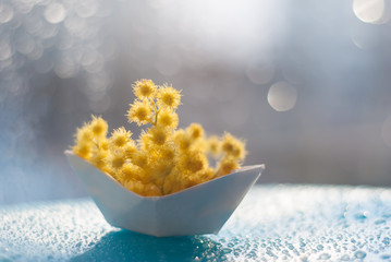 Yellow small balls of Mimosa flowers in a paper boat on a blue background with bokeh