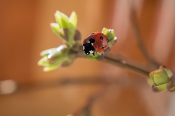 Ladybug on a twig with sprouted young leaves on an orange background