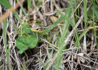 green lizard on the grass