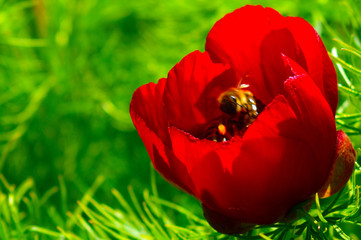 red tulip