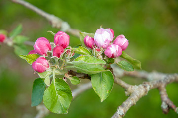 Apple blossom in spring on a sunny ay