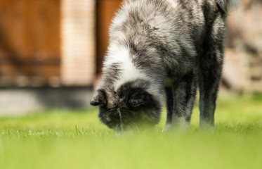 Obraz premium Japanese Akita walks outdoors