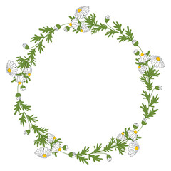 Floral wreath with chamomile. Hand drawn border. Flat vector illustration.
