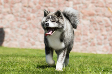 Japanese Akita walks outdoors