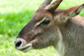 Waterbuck - Head View