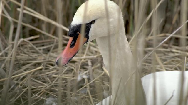 Close up of swan nesting on her eggs at Amager Faelled Copenhagen Denmark 4K spring time