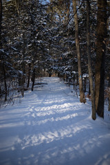 Snow Path