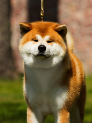 Japanese Akita walks outdoors