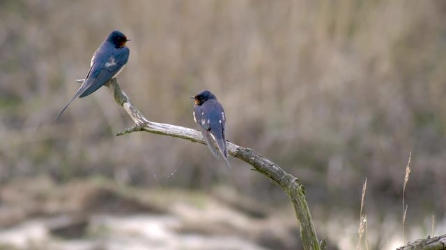 A pair of European barn swallow mating ritual talking before taking off flying in Amager Faelled Copenhagen Denmark spring 4K with audio