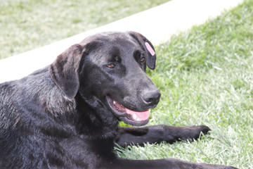 Street Dog sitting on the grass
