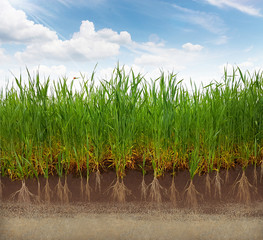 Gras Getreide Feld Wurzeln Boden