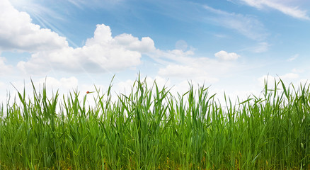 Obraz premium Gras Getreide Feld Wurzeln Boden